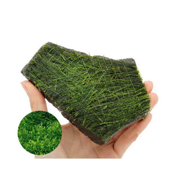 (水草)巻きたて ウィローモス 輝板石 Mサイズ(約14cm)(水中葉)(無農薬)(1個)