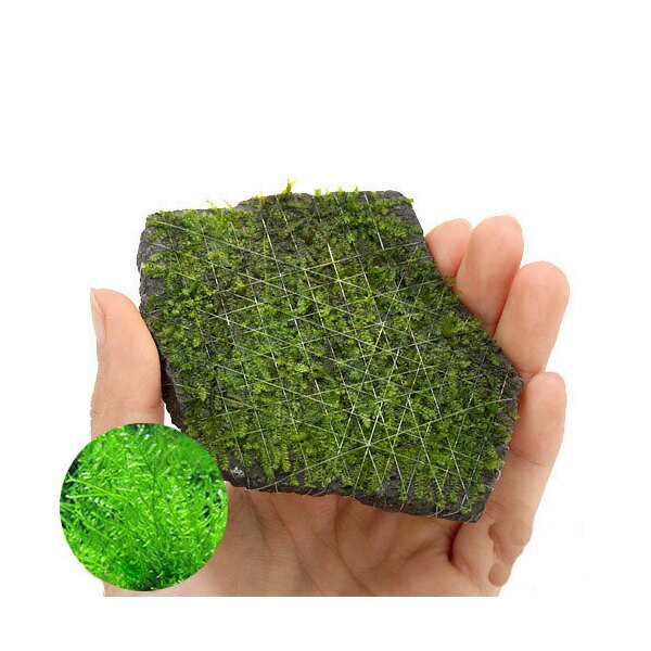 （水草）巻きたて　ジ