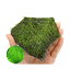 （水草）巻きたて　ジャイアント南米ウィローモス　輝板石　Mサイズ（約14cm）（水中葉）（無農薬）（1個）