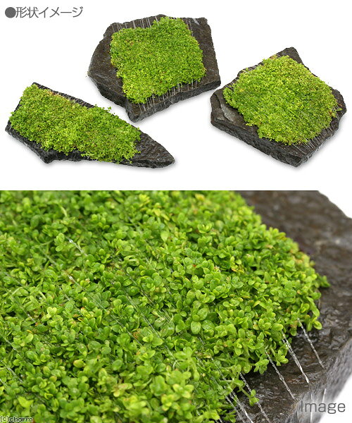 （水草）巻きたて　キューバパール　輝板石　Mサイズ（約14cm）（水上葉）（無農薬...
