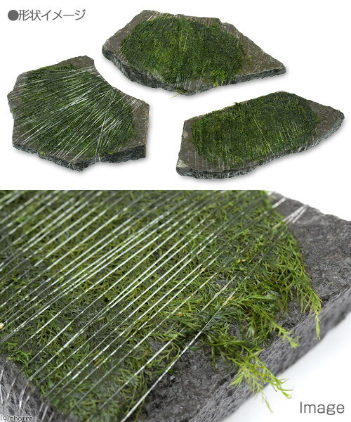 �ʿ���˴������ơ������������ե������������С�M����������14cm�ˡʿ����աˡ�̵�����ˡ�1�ġ�