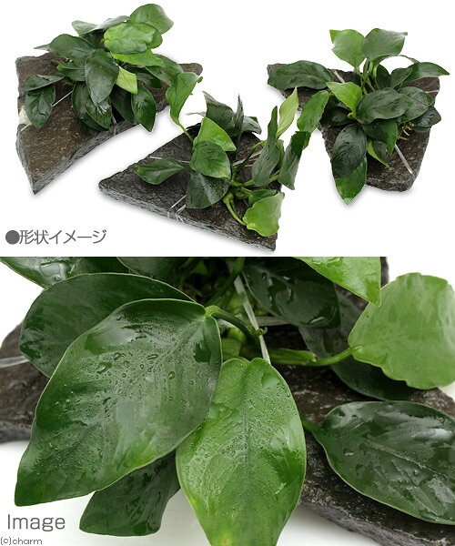 （水草）アヌビアスナナ　輝板石　Mサイズ（約14cm）（水上葉）（1個）