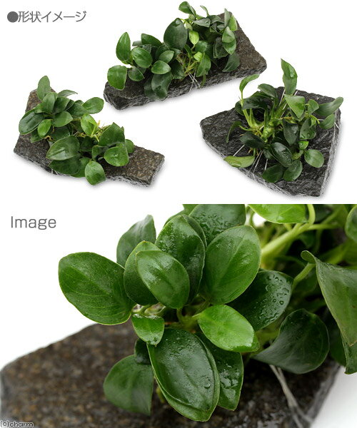 �ʿ���˥��̥ӥ����ʥʡ��ץ��������С�S�������ʿ���աˡ�1�ġ�