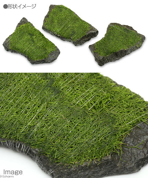 �ʿ���˴������ơ��ꥷ���������С�M����������14cm�ˡʿ����աˡ�̵�����ˡ�1�ġ�