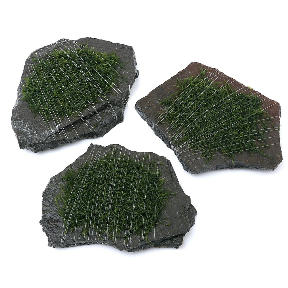（水草）巻きたて　モスsp．タイ産　輝板石　Mサイズ（約14cm）（水中葉）（無農薬）（1個）