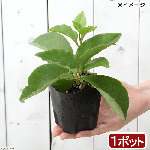 （観葉植物）オカワカメ　3号（1ポット）　緑のカーテン　家庭菜園