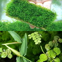 (水草)シュリンプ向け水草 ツマツマセット(水中葉)(無農薬)(1セット)