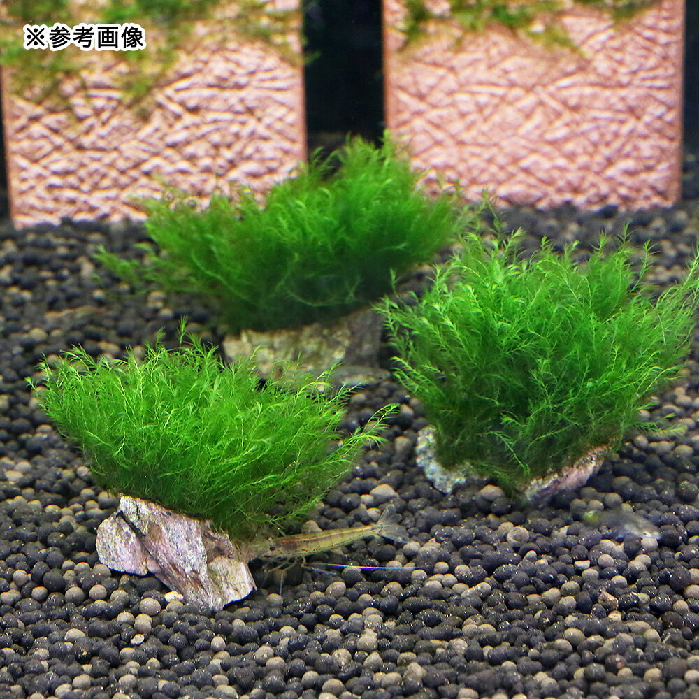 （水草）★育成済★　ウォーターフェザー　風山石小粒（水中葉）（無農薬）（5個）