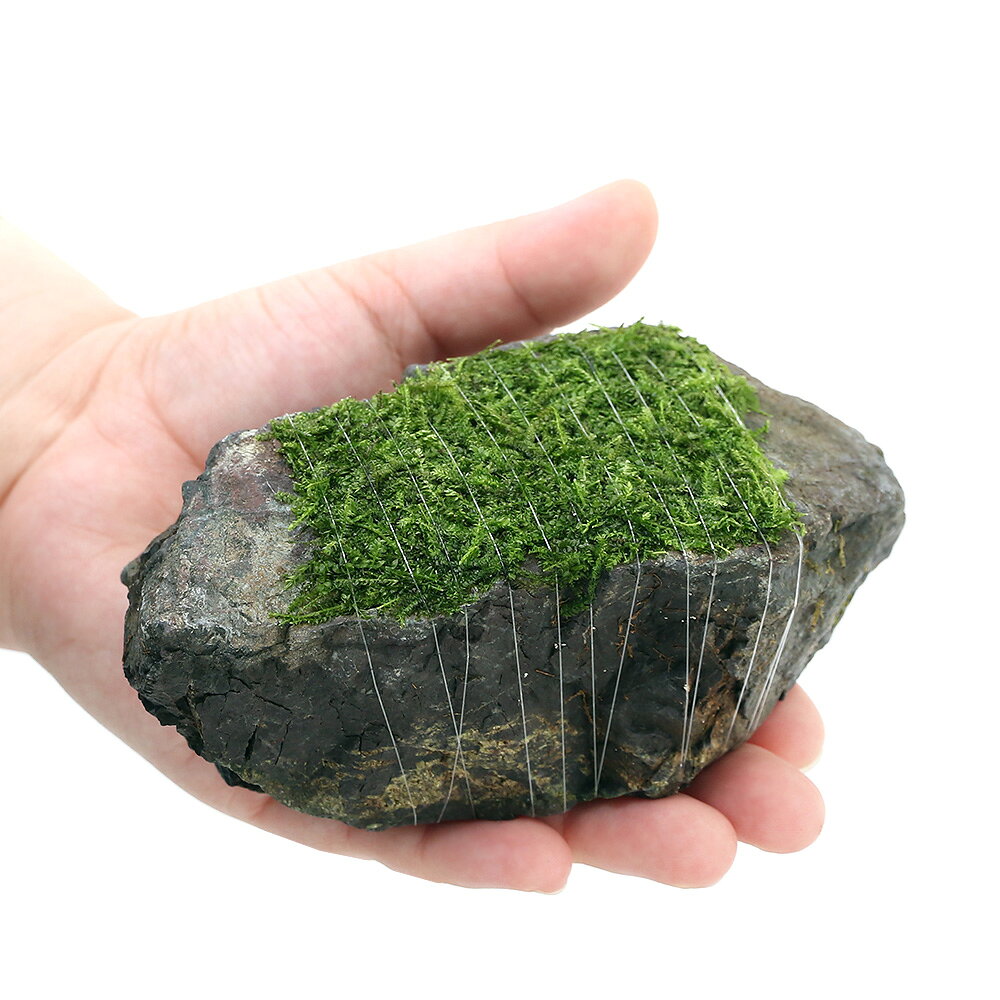 （水草）巻きたて　ウィローモス　ミックス　風山石　Mサイズ（約14cm）（水中葉）...