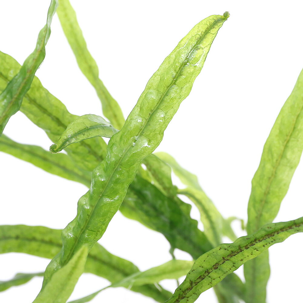 �ʿ���˥ߥ˥ݥåȡ��ߥ������ꥦ�ࡡ���ߥʥ����ʿ����աˡ�̵�����ˡ�1�ݥåȡ�