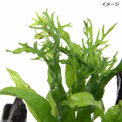 �ʿ�����֤�������ñ���쥤������ή�ڡ��ߥ������ꥦ�ࡡ������ǥ������աʿ���աˡ�1�ġ�