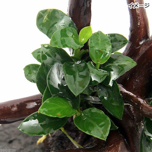 �ʿ�����֤�������ñ���쥤������ή�ڡ����̥ӥ����ʥʡ��ץ��աʿ���աˡ�1�ġ�