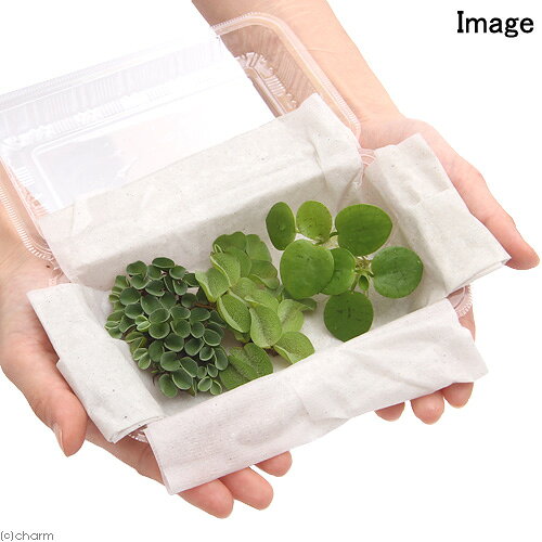 ������ˤ��ޤ����⤭��3�糧�åȡ�̵�����ˡʳ�2����