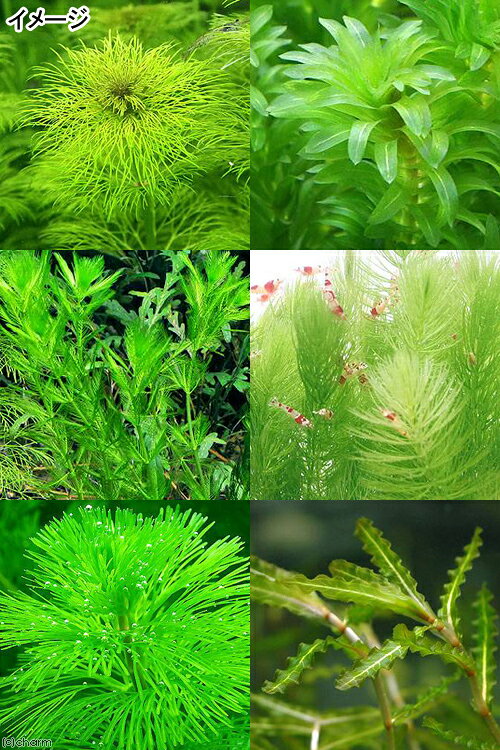 charm 楽天市場店の（水草）ザリガニのおやつ　鉛巻き水草　おまかせ3種（無農薬）（1セット）ザリガニ｜アングル2
