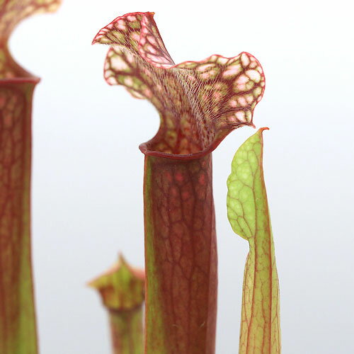 （食虫植物）サラセニア　ジュディスヒンドル　2．5～3号（1ポット）【HLS_DU】