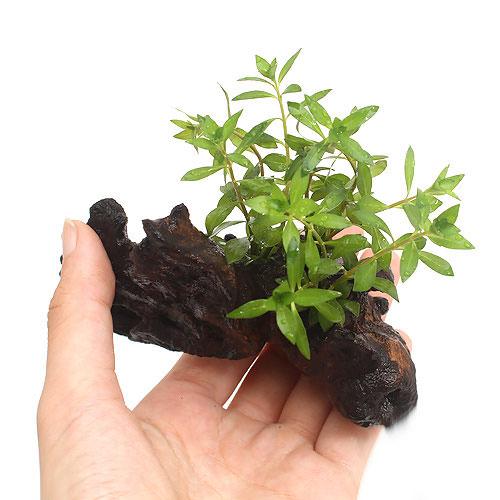 （水草）ルドウィジア・ブレビペス　流木付　SSサイズ（約10cm）（水上葉）（無農薬）（1本）