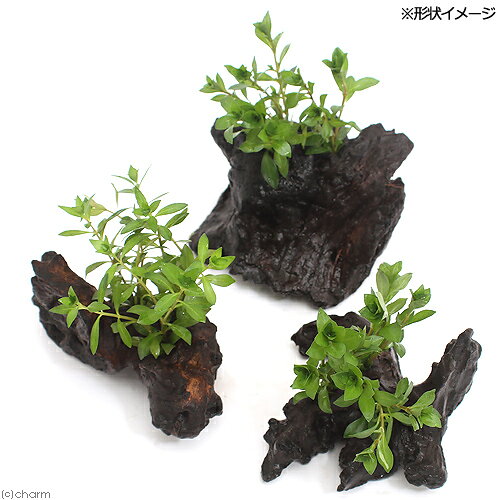 （水草）ルドウィジア・ブレビペス　流木付　SSサイズ（約10cm）（水上葉）（無農...