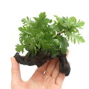 (水草)品種おまかせ水草 流木付 SSサイズ(水上葉)(無農薬)(3本)(約10cm)