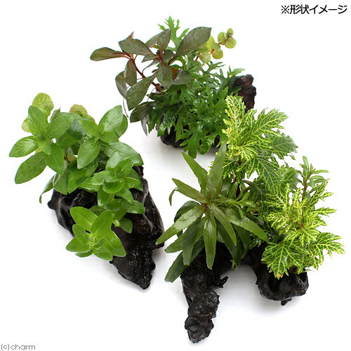 �ʿ���˥ߥ˥�������ή�ڡ������ܥ󥵥���SS�������ʿ���աˡ�̵�����ˡ�3�ܡˡ���10cm��