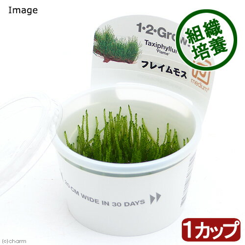 （水草）組織培養1－2－GROW！　フレイムモス（液体培地）トロピカ製（無農薬）（1カップ）