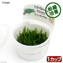 （水草）組織培養1－2－GROW！　ウィーピングモス　トロピカ製（無農薬）（1カップ）