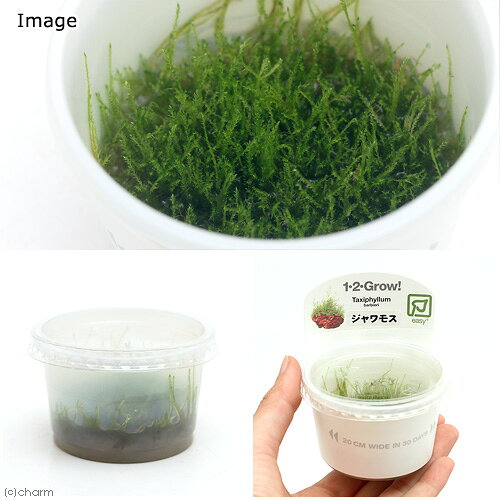 （水草）組織培養1−2−GROW！　ジャワモス（液体培地）トロピカ製（無農薬）（1カッ...