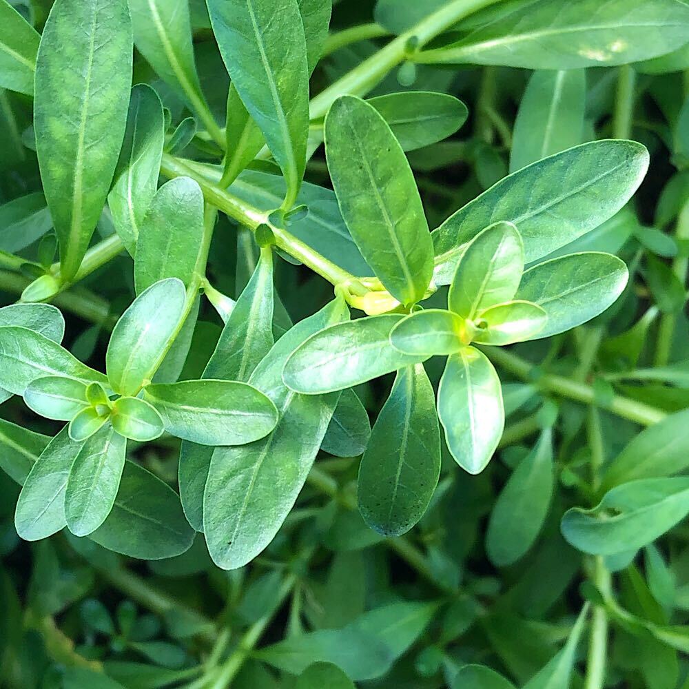 （水草）ルドウィジア　インクリナータ　グリーン（水上葉）（無農薬）（10本）