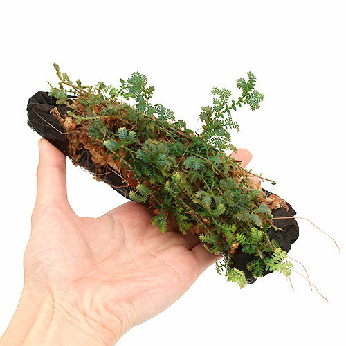 �ʴ��տ�ʪ�˥ƥ�ꥦ�ࡡ�ݡ��������ơ��쥤��ܡ��ե����ա�ή�ڡ���15cm�ˡ�3�ܡ�