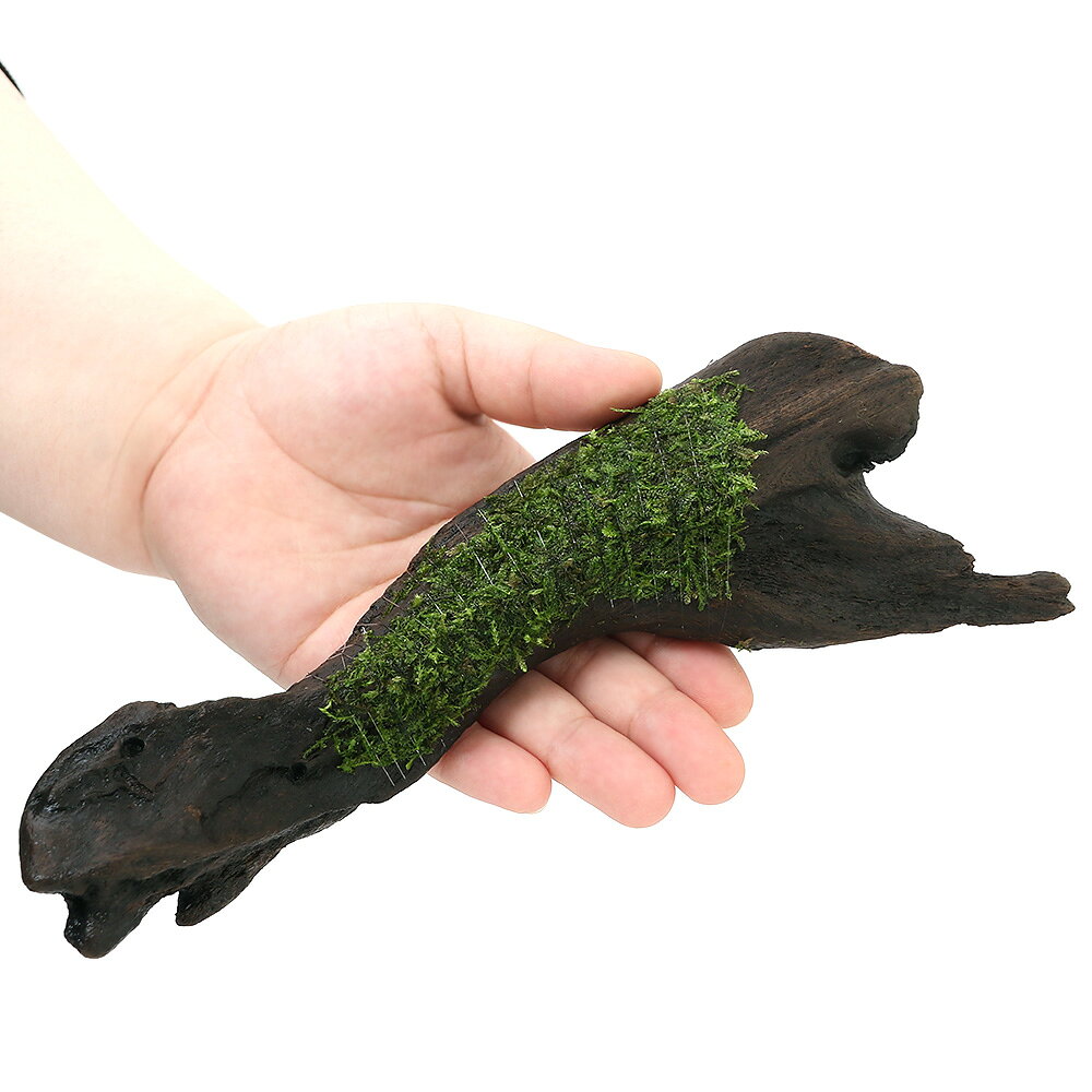 （水草）巻きたて　ウィローモス　ミックス　流木　Mサイズ（約20cm）（水中葉）（...