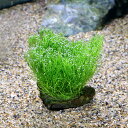 (水草)★育成済★ リシア 風山石 SSサイズ(8cm以下)(水中葉)(無農薬)(1個)