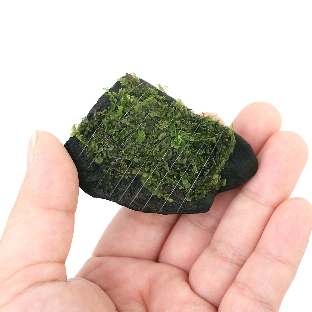（水草）巻きたて　フジウロコゴケ（スパーテンモス）　流木　ミニサイズ（8cm以下...