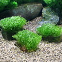 ★育成済★ リシア 風山石 Sサイズ(約10cm)(水中葉)(無農薬)(3個)