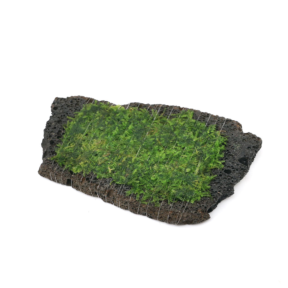 （水草）巻きたて　南米ウィローモス　スライス溶岩石　Mサイズ（約10cm）（水中葉）（無農薬）（1個）