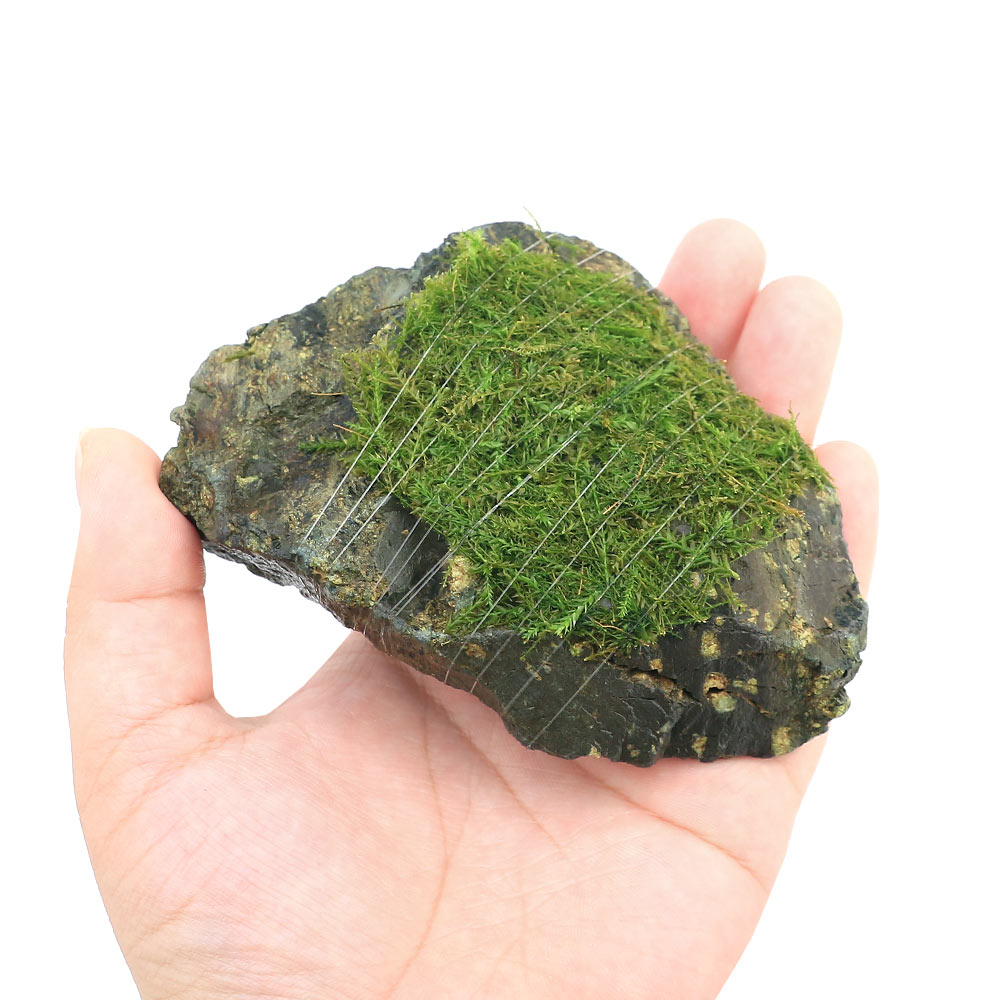 （水草）巻きたて　バブルモス　風山石　Sサイズ（約10cm）（水中葉）（無農薬）（...