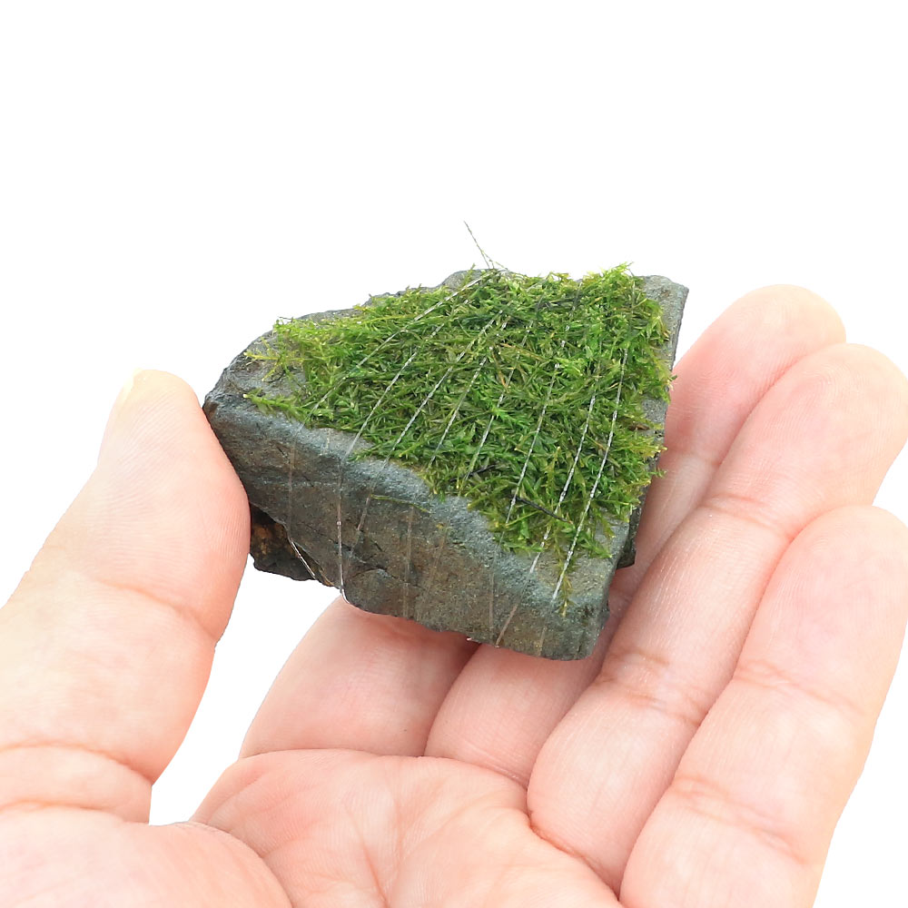 （水草）巻きたて　バブルモス　風山石小粒（水中葉）（無農薬）（3個）