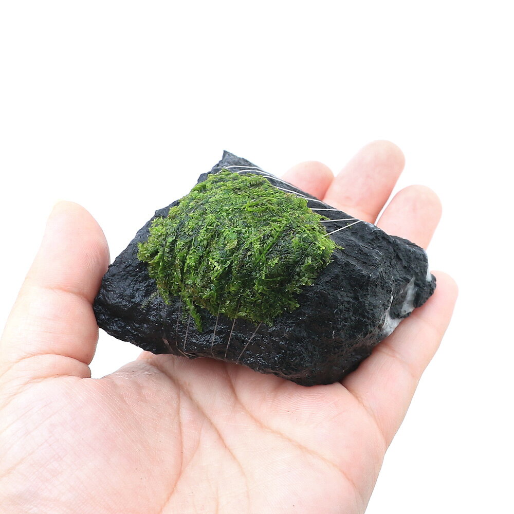 （水草）巻きたて　ウィローモス　影山石　SSサイズ（8cm以下）（水中葉）（無農薬...
