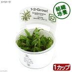 （水草）組織培養1－2－GROW！　クリプトコリネ　ウェンティーグリーン　トロピカ製（無農薬）（1カップ）