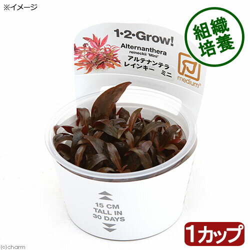 （水草）組織培養1－2－GROW！　アルテルナンテラ　レインキー　ミニ　トロピカ製（無農薬）（1カップ）