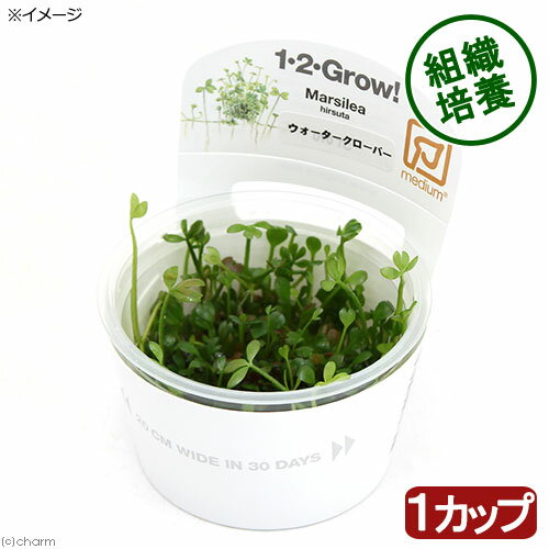 1．カップから水草を丁寧に取り除き、寒天状の培地を水道水で洗い流してください。2．リシアネットにセットするか糸で石などに巻きつけてください。GROW！生長を楽しみます！組織培養で育てられた水草です！完全無農薬で、エビにも安心！1−2−GROW！（ウォータークローバー）販売単位1カップ発送サイズカップサイズ　直径約6cm残留農薬状態無農薬分類デンジソウ科（Marsileaceae）デンジソウ属（Marsilea）別名−分布オーストラリア学名Marsilea　hirsuta（※）…改良品種や学名が不明の種は流通名での記載の場合があります。どんな種類？育成難易度　→　★★★★☆デンジソウ科（Marsileaceae）の植物。生長が遅く維持の楽な前景草で、地下茎で増えるという性質から思わぬ所から出る場合があります。レイアウトで邪魔になる場合は地下茎ごと取ります。水中に植える場合はバッサリと葉を切り取り地下茎だけを植える方法と、残したまま植えて、根付いたら水上葉を切り取る2つの方法があります。水中展開も速く3日程度で水中葉を展開し始めます。 育成はCO2添加してある水槽であれば安易で、60cm水槽で3灯以上、CO2添加あり、ソイルないし砂で育成できます。根から栄養を吸収するタイプなので、ソイルがお勧めです。 育成要件＆データ光量　　　　　→　60cm20W3灯以上CO2　　　　 →　無くても可　1滴／3秒（60cm標準水槽相当）pH　　　　　　→　5〜7GH　　　　 　 →　0〜6kH　　　　　　→　0〜6温度　　　　　→　20〜28度底砂　　　　　→　ソイル、砂、大磯、推奨水槽　　→　30cm、60cm、90cm以上　植栽位置　　→　前■■□□□後草姿　　　　　→　ロゼット型最大草姿　　→　葉幅1cm生長速度　　→　速め増殖方法　　→　ランナー※…育成環境は一例です。必ずしもこの環境下であれば育つことを確約するものではございません。注意※表記サイズは1株（1本）でのおおよその目安です。育成環境や、成長の度合いにより最大サイズは異なります。※入荷状況等により、ポットなし1ポット分での発送となる場合がございます。カップ入り組織培養水草の取扱いについて陰性水草の場合前景草の場合☆完全無農薬なのでエビにも安心！PSBQ10　ピーエスビーキュート　淡水用　30mL5個セット　光合成細菌　バクテリア　熱帯魚（生餌）淡水用　微生物で水質向上セット　エサ用ゾウリムシミックス＋PSBQ10　本州四国限定Plants　Green　プランツグリーン　250ml　（水草の栄養液）（熱帯魚）オトシンクルス（3匹）　北海道・九州航空便要保温（エビ）ミナミヌマエビ（10匹）（＋1割おまけ）（エビ・貝）カラーサザエ石巻貝（3匹）　北海道・九州航空便要保温Fe　Energy（エフイーエナジー）　400g　5mm　（水草の栄養素）日本動物薬品　ニチドウ　水草が育つCO2リキッド　2本入　（緑） … muryotassei_900_999　_aqua　熱帯魚　Marsilea　hirsuta　クローバー　水草　前景草　草原のような　all_plants　水中葉の活きの良さが違う　20100608　YT　20100619　wp_kywrd　AT　ワンツーグロウ　組織培養　カップ　wp_soshiki　48kk　20181116　tropica_12grow　wptop2_181226　wptop2_190102　グロー　GROW　Grow kamihata_1-2_grow　47house■この商品をお買い上げのお客様は、下記商品もお買い上げです。※この商品には付属しません。■PSBQ10　ピーエスビーキュート　淡水用　30mL5個セット　光合成細菌　バクテリア　熱帯魚（生餌）淡水用　微生物で水質向上セット　エサ用ゾウリムシミックス＋PSBQ10　本州四国限定Plants　Green　プランツグリーン　250ml　（水草の栄養液）（熱帯魚）オトシンクルス（3匹）　北海道・九州航空便要保温（エビ）ミナミヌマエビ（10匹）（＋1割おまけ）（エビ・貝）カラーサザエ石巻貝（3匹）　北海道・九州航空便要保温Fe　Energy（エフイーエナジー）　400g　5mm　（水草の栄養素）日本動物薬品　ニチドウ　水草が育つCO2リキッド　2本入　（緑）