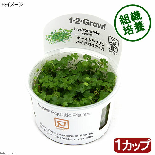 水草 組織培養1－2－GROW オーストラリアン ノチドメ トロピカ製 無農薬 1カップ 