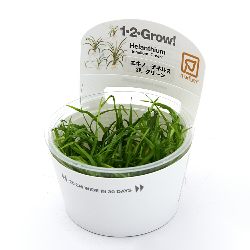 （水草）組織培養1－2－GROW！　エキノドルス　テネルス　sp．グリーン　トロピカ社製（無農薬）（1カップ）
