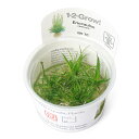 （水草）組織培養1－2－GROW！ ホシクサsp．キネレウム（液体培地） トロピカ製（無農薬）（1カップ）