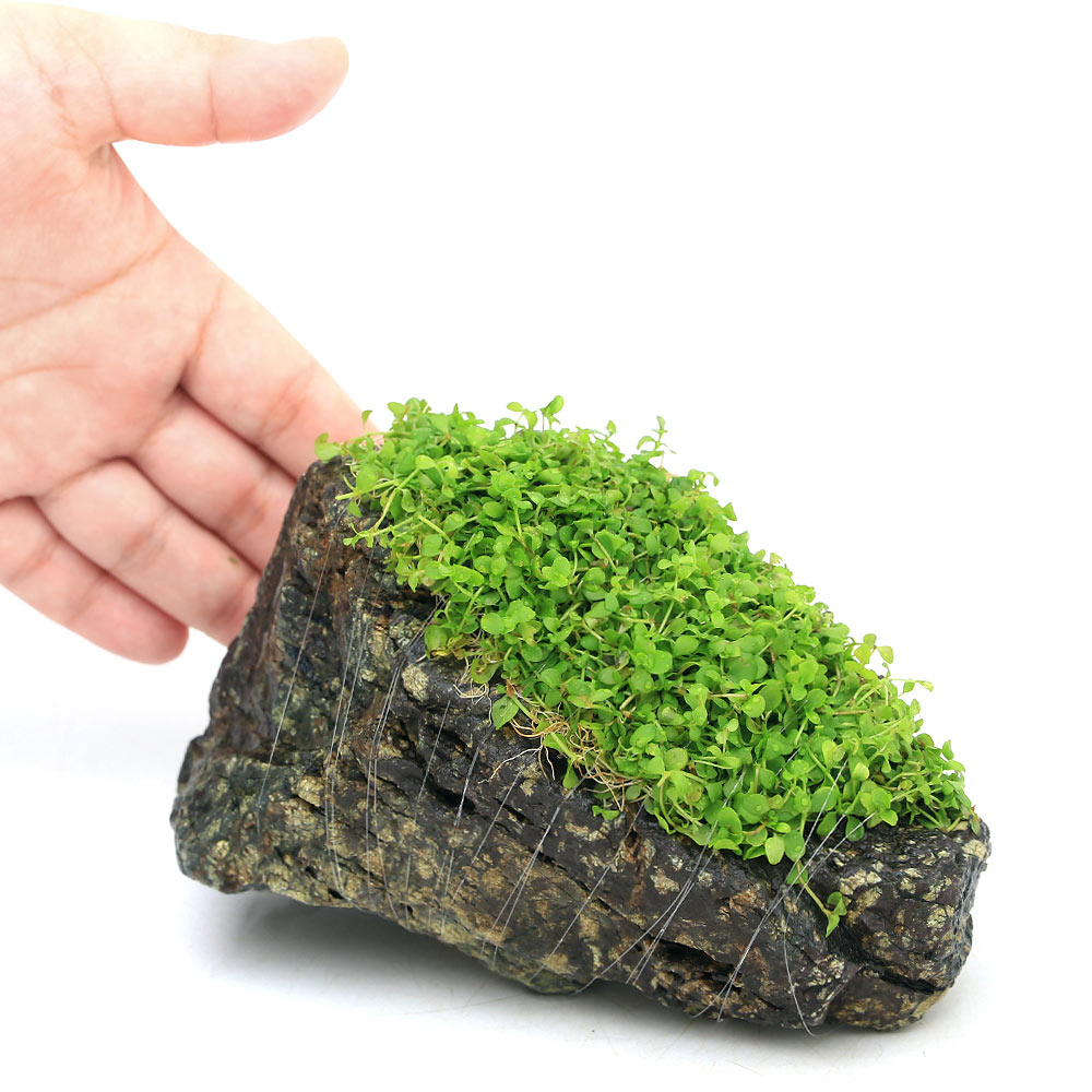 （水草）巻きたて　ニューラージパールグラス　風山石　Mサイズ（約14cm）（水上葉...