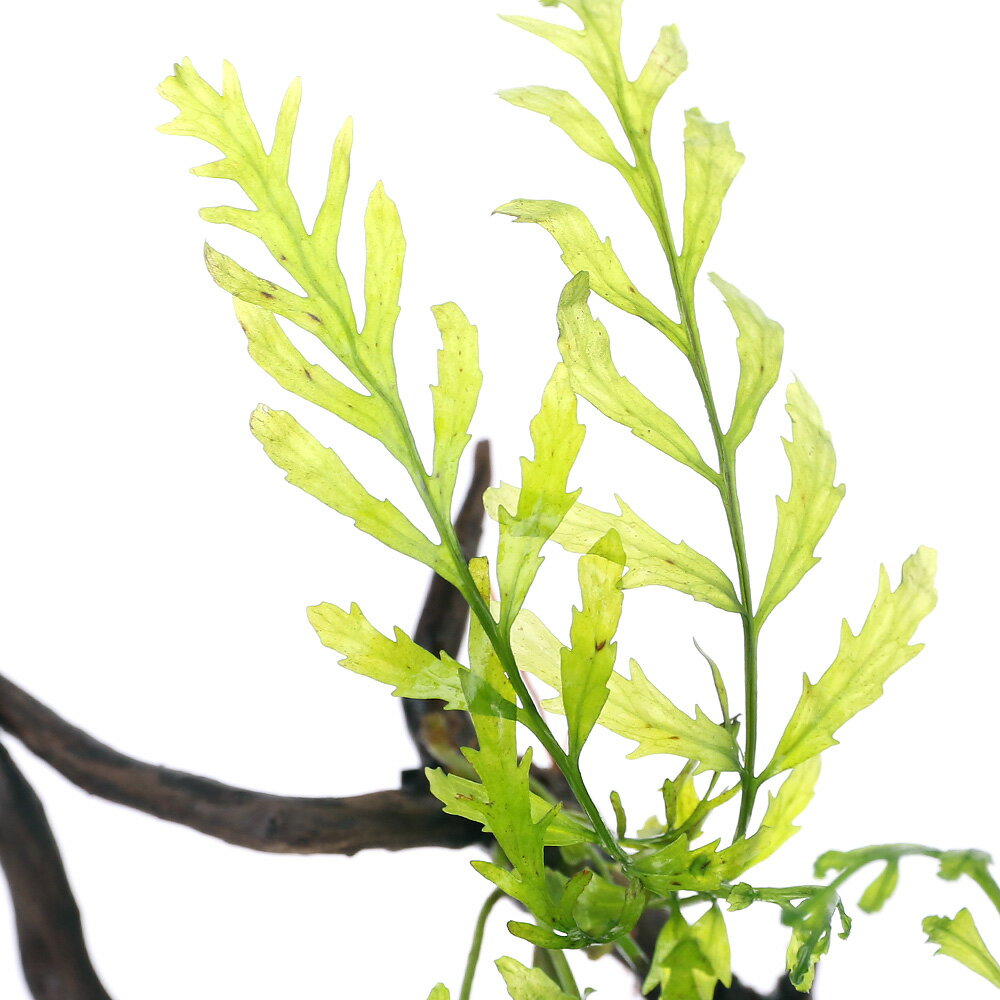 （水草）巻きたて　ボルビティス　ヒュディロティ　枝状流木　Sサイズ（10cm〜）（無農薬）（1本） 2