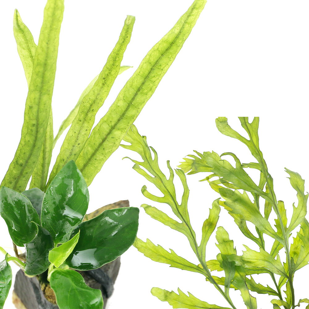 charm 楽天市場店の（水草）活着系水草石付　3種セット（水中葉）（無農薬）（1セット）｜アングル2