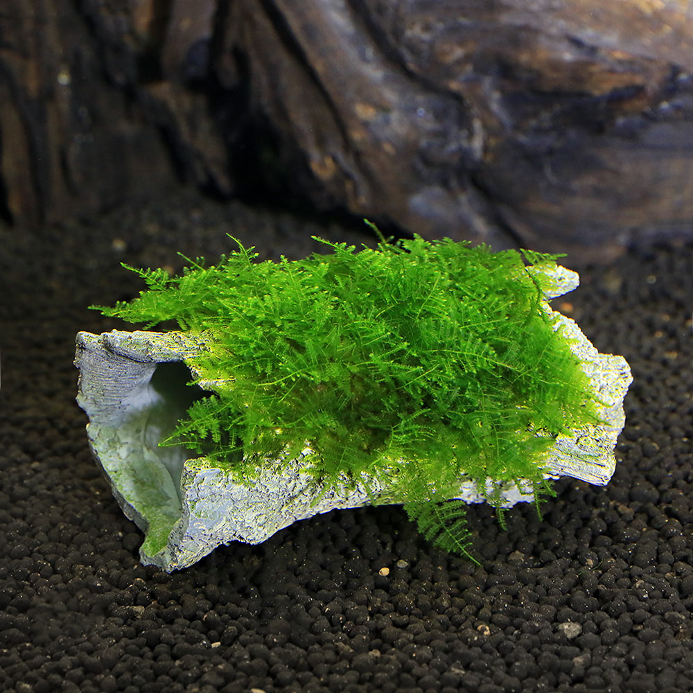 （水草）巻きたて　おまかせモス　ログシェルター　Sサイズ（水中葉）（無農薬）（...