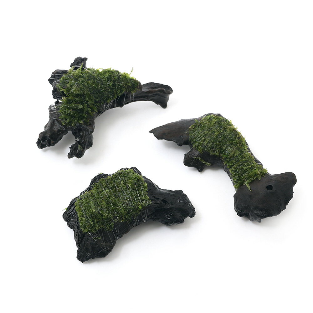 （水草）巻きたて　ウロコゴケsp．スラウェシ　流木　SSサイズ（約10cm）（水中葉...