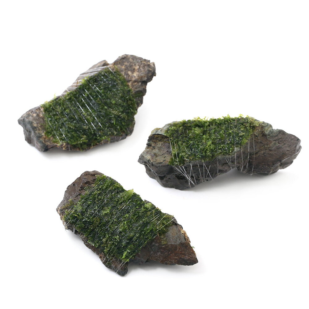 （水草）巻きたて　ウロコゴケsp．スラウェシ　風山石　SSサイズ（8cm以下）（水中葉）（無農薬）（3個）