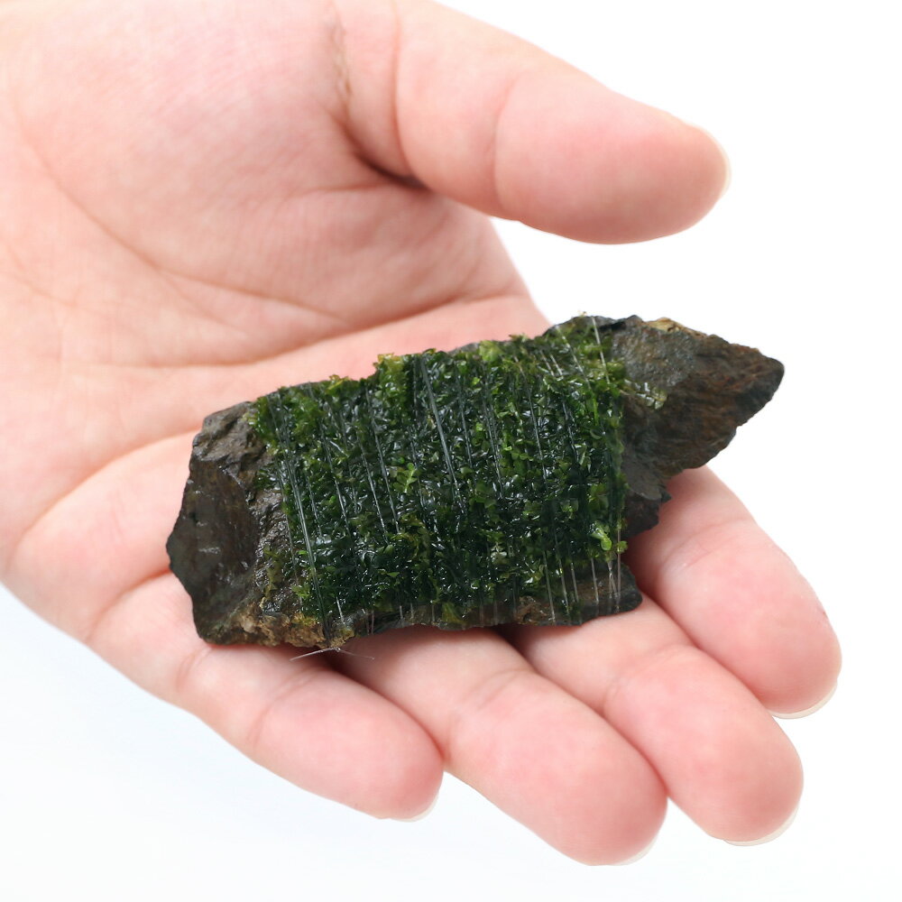 （水草）巻きたて　ウロコゴケsp．スラウェシ　風山石　SSサイズ（8cm以下）（水中...