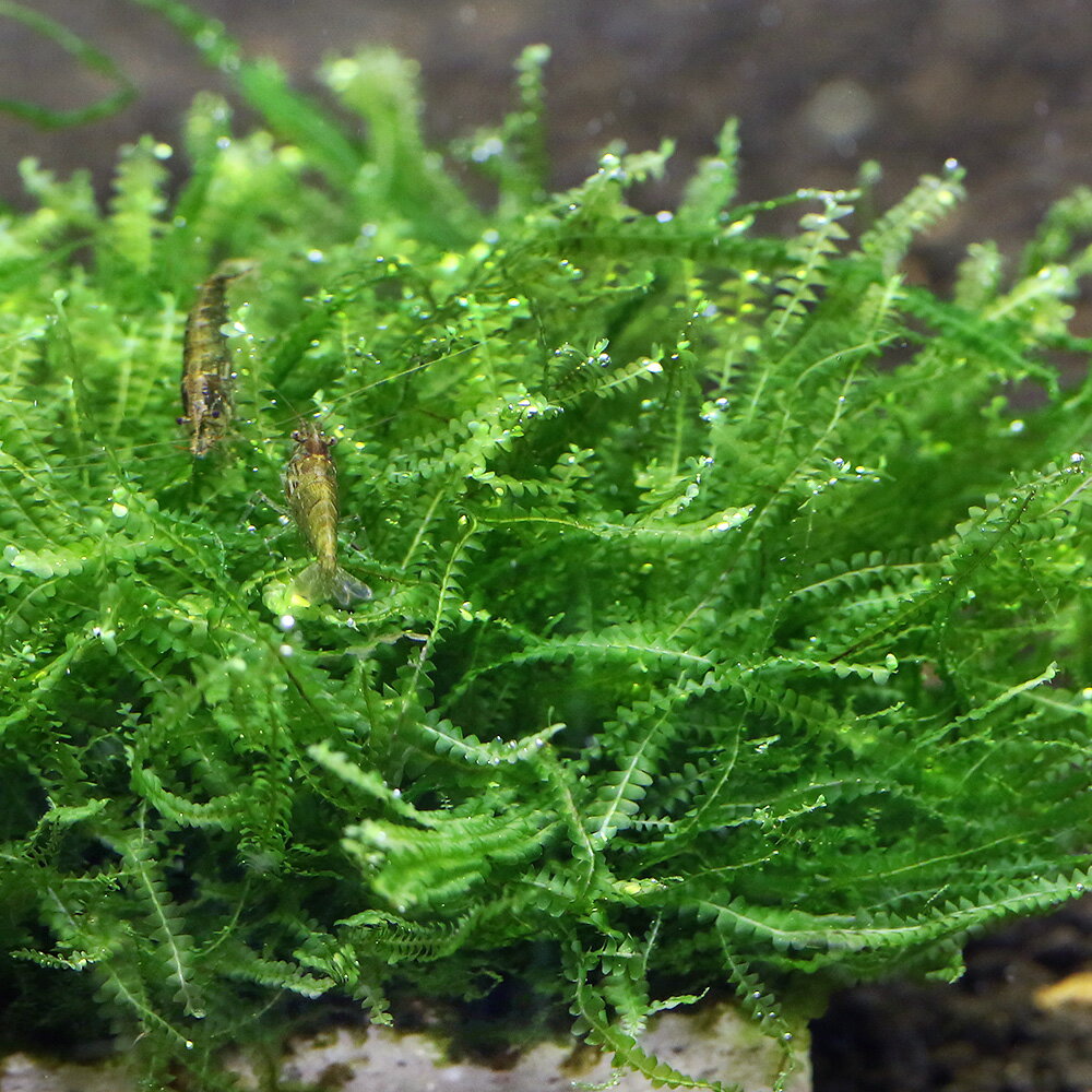 （水草）巻きたて　ウロコゴケsp．スラウェシ　風山石　SSサイズ（8cm以下）（水中...